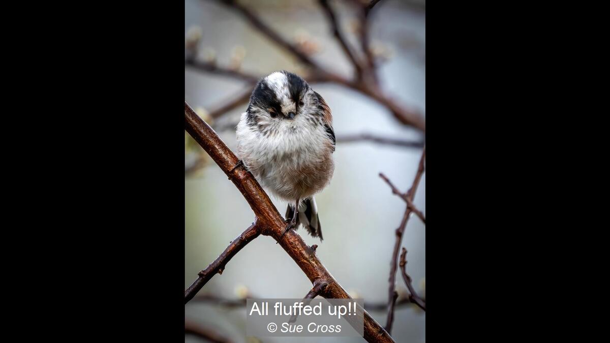 All fluffed up!!